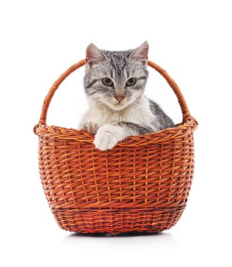 sepet içinde kedi yavrusu.