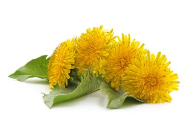 Karahindiba yaprakları ile.