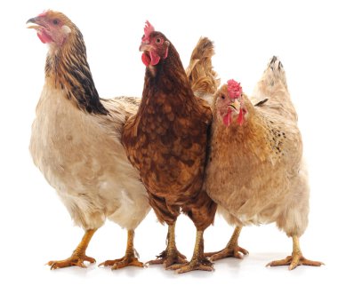 Üç kahverengi tavuk.