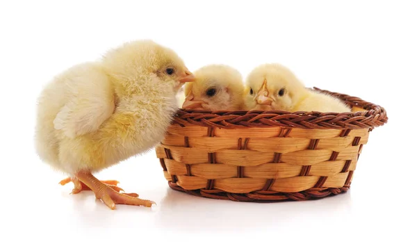 Pollos en la cesta . — Foto de Stock