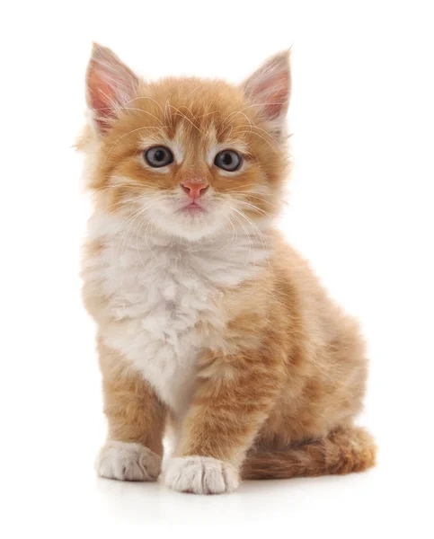 Hermoso gatito rojo . — Foto de Stock