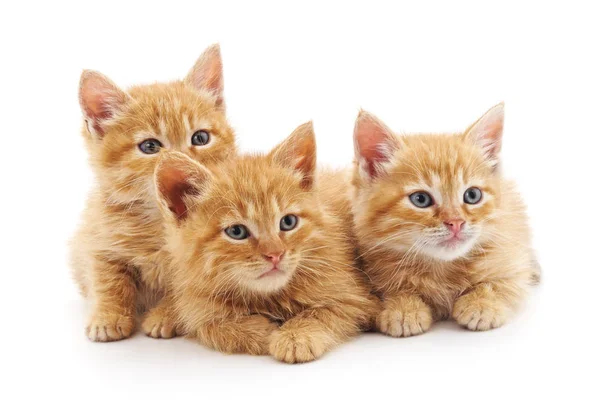 Tres gatitos pequeños . — Foto de Stock