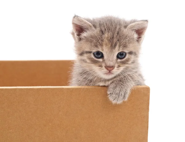 Котенок в коробке . — стоковое фото