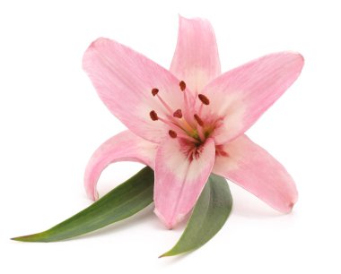 pembe zambak yaprakları ile.