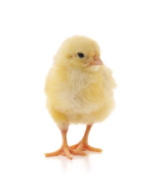 küçük sarı tavuk.
