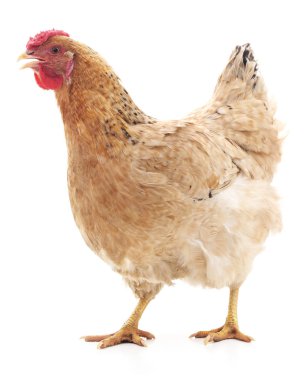 Bir kahverengi tavuk.