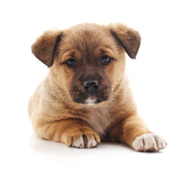 Bir küçük kahverengi köpek yavrusu.