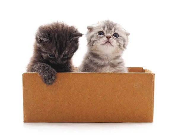 Котята в коробке . — стоковое фото