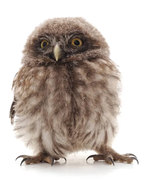Little wild owl. — Stock Photo, Image