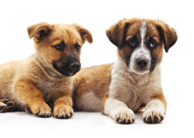 iki küçük yavrusu.