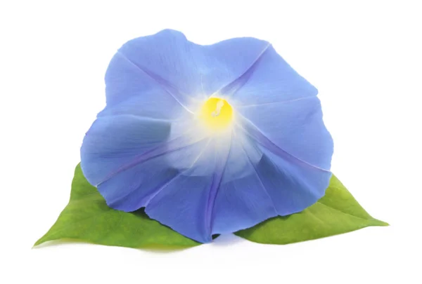 Bloem Ipomoea blauw. — Stockfoto