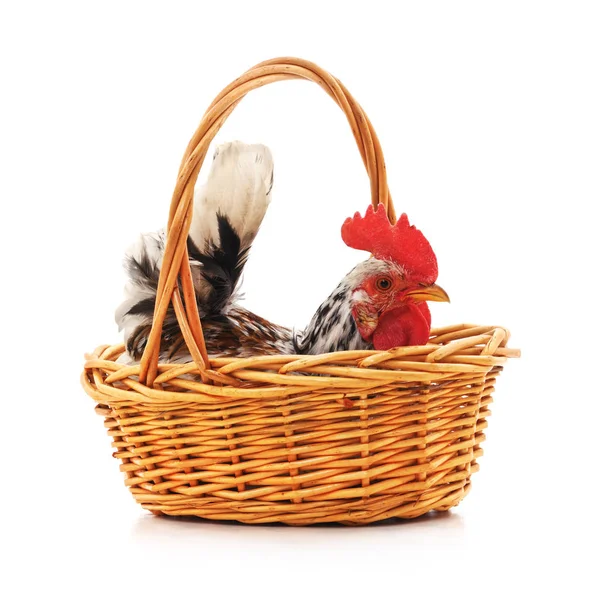 stock image Chicken in a basket.