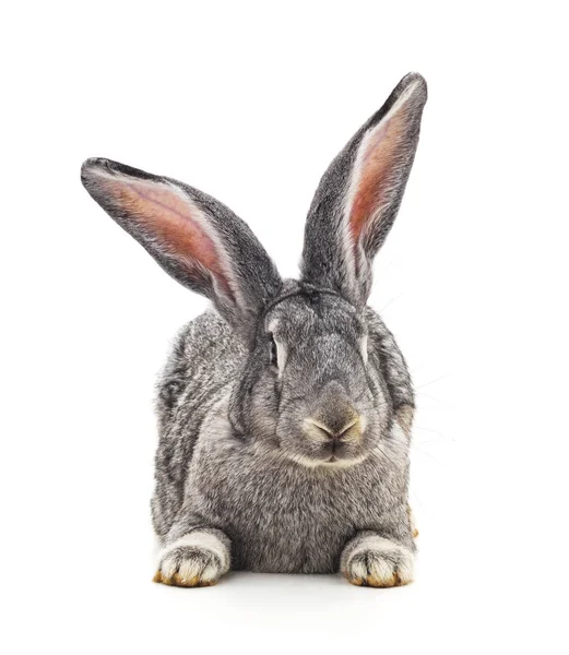 One grey rabbit. Stock Photo