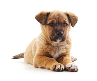 Bir köpek yavrusu.