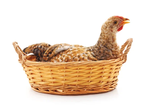 Kurczak w koszyku. — Zdjęcie stockowe