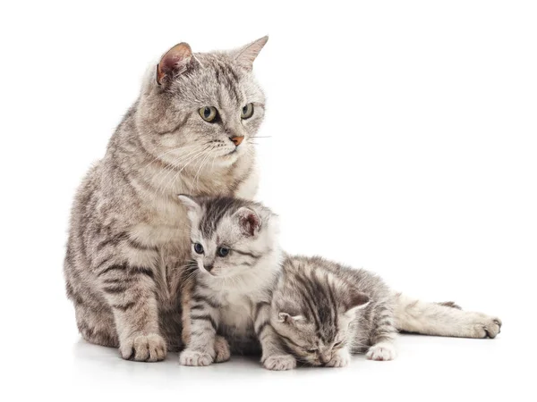 Kedi ve iki yavru kedi.