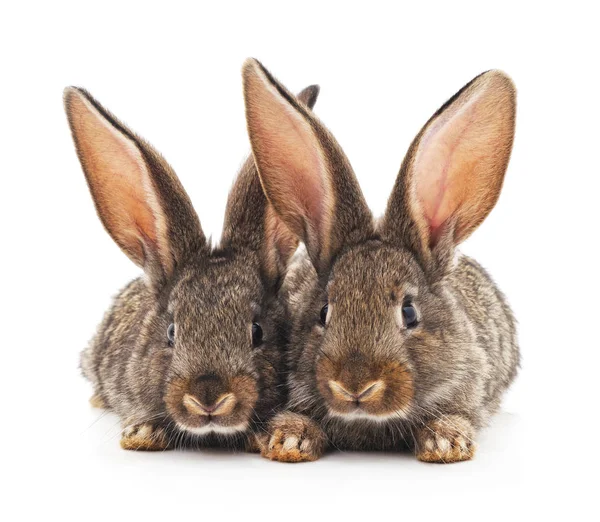 두 개의 회색 토끼. — 스톡 사진