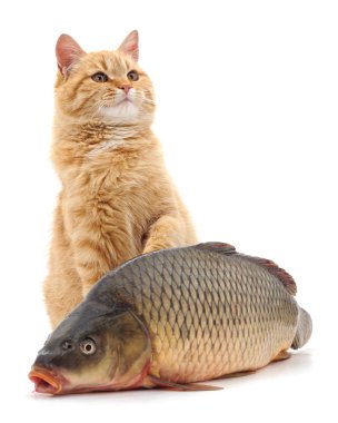kedi ve balık.