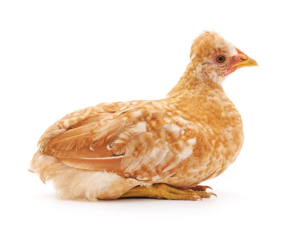 Kleines gelbes Huhn. — Stockfoto