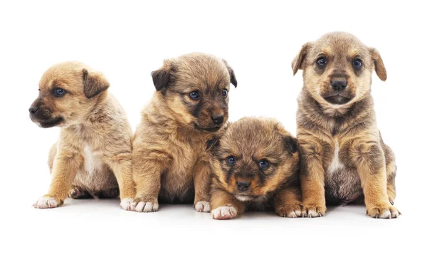 Cuatro cachorritos . — Foto de Stock