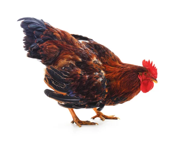 Una polla roja . —  Fotos de Stock