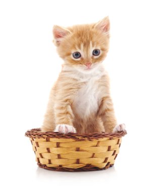 sepet içinde kedi yavrusu.