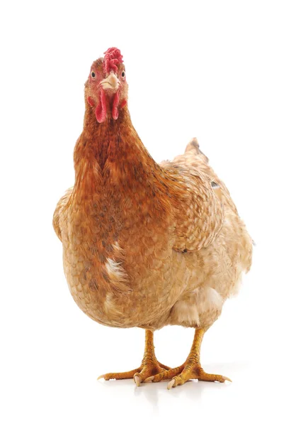 Young brown chicken. — Stock Photo, Image