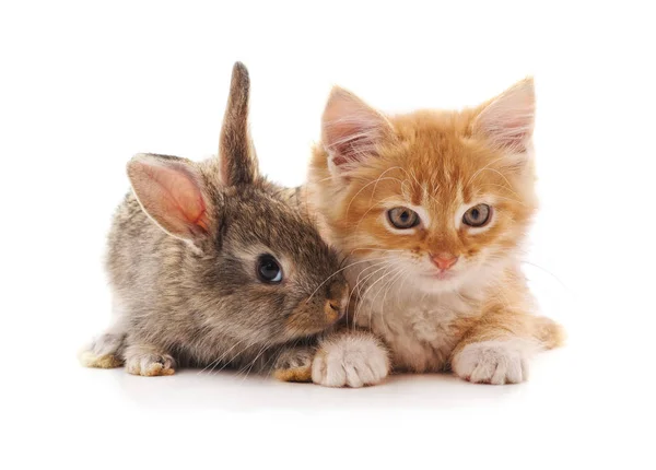 Rode kitty en bunny. — Stockfoto