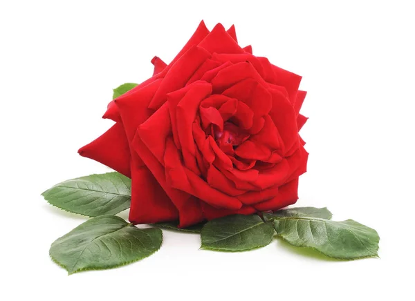 Jedna červená růže. — Stock fotografie