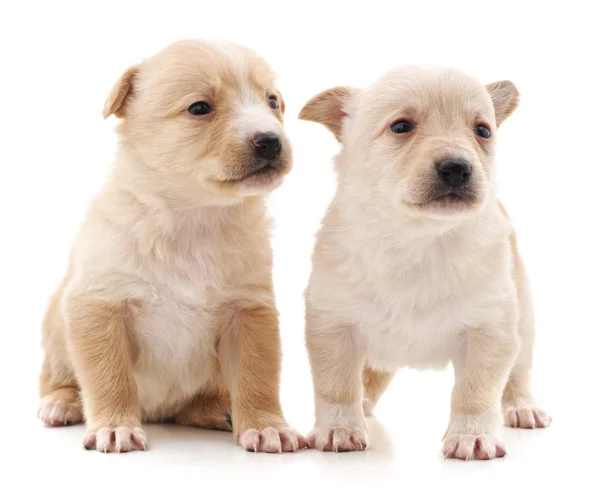 Zwei süße Welpen. — Stockfoto