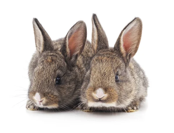 두 개의 아름다운 토끼. — 스톡 사진