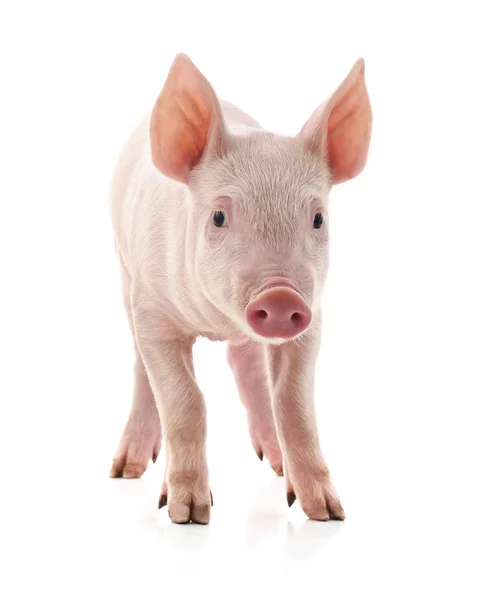 Little pink pig. — Stock Photo, Image