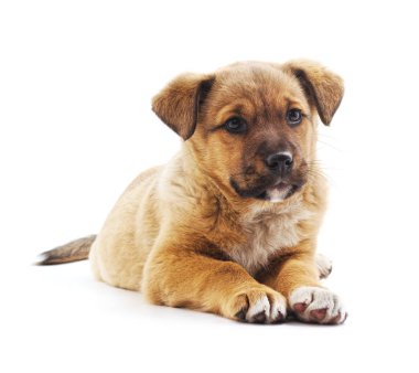 Bir küçük kahverengi köpek yavrusu.