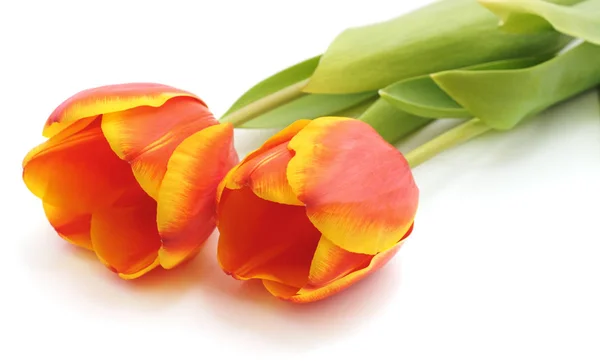 Dos tulipanes naranjas . — Foto de Stock