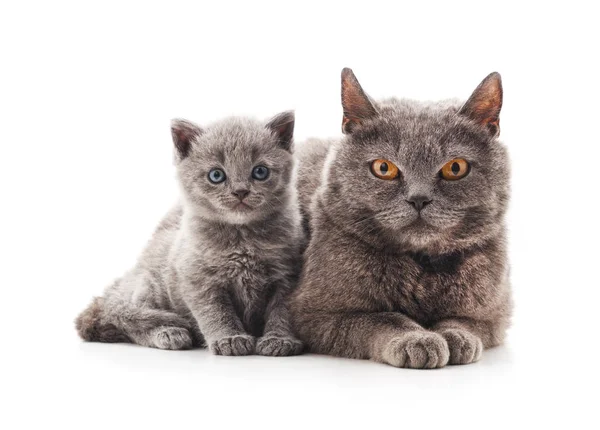 Mãe gato com gatinho . — Fotografia de Stock