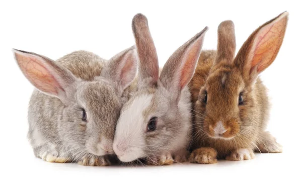 Drie kleine konijnen. — Stockfoto