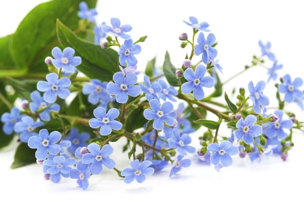 Spring blue forget-me-nots flowers.