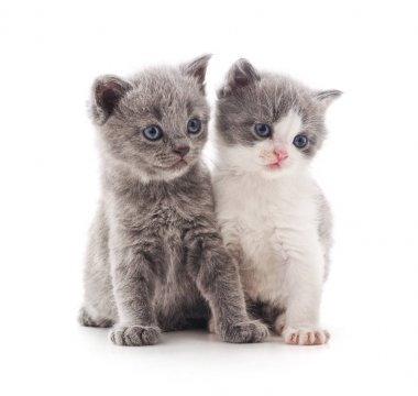 iki küçük yavru kedi.