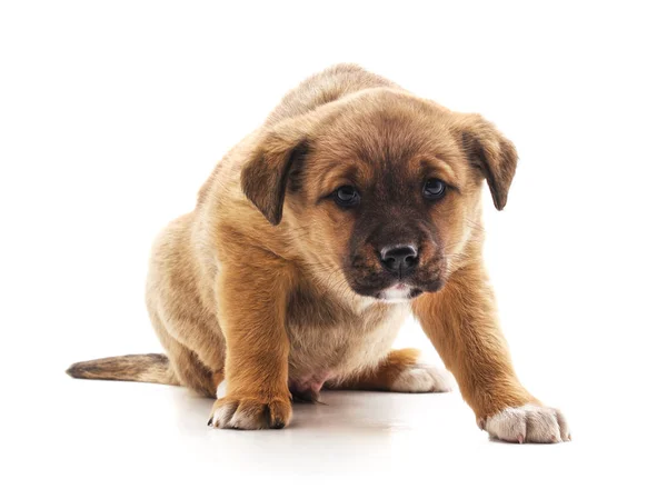 Un pequeño cachorro marrón . —  Fotos de Stock