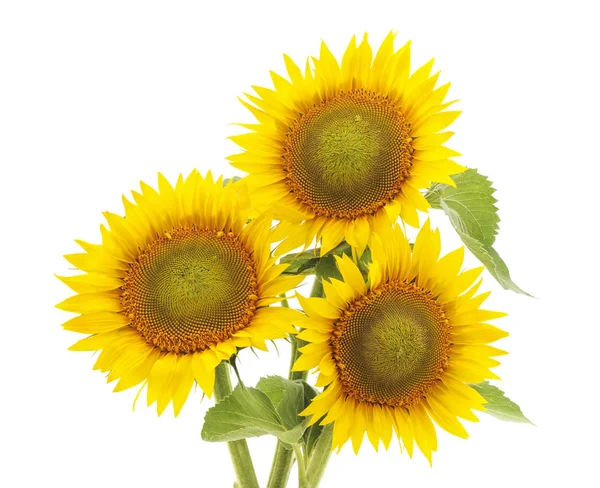 Tři květinový slunečnice. — Stock fotografie
