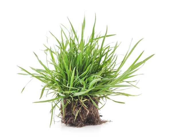 Grass with roots. — Stock Photo, Image