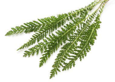 Yarrow yeşil yaprakları.