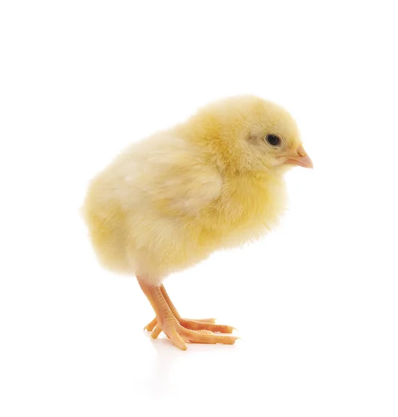 Kurczak mały żółty. — Zdjęcie stockowe