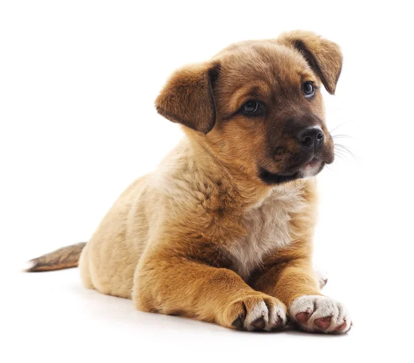 Een kleine pup. — Stockfoto