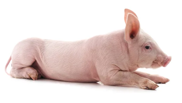 Porc roz mic . — Fotografie, imagine de stoc