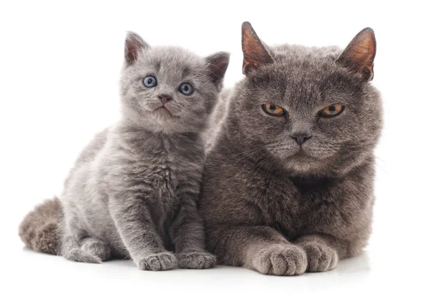 Dvě šedá kočka. — Stock fotografie