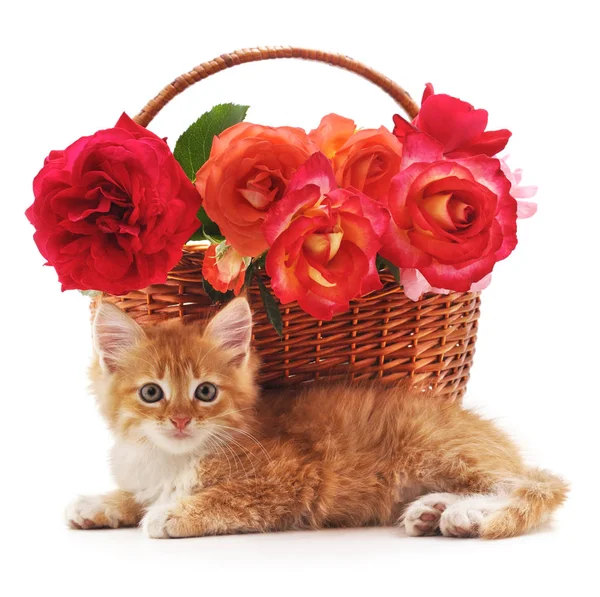 Kitten near the basket with roses. — Stock Photo, Image