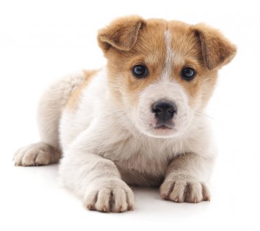 Kahverengi güzel köpek yavrusu.