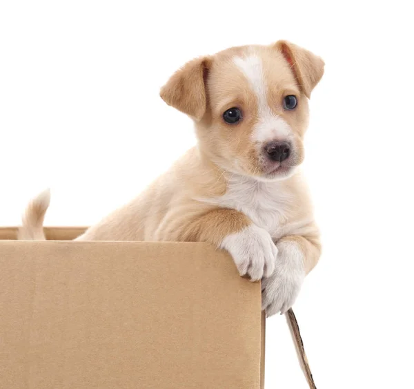 Brown puppy in a box. — Stock Photo, Image