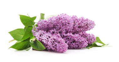 buket lilac.